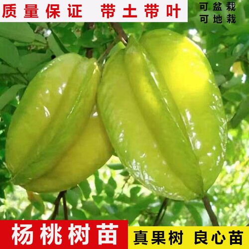 特大台湾甜杨桃树果苗纯正嫁接四季马来西亚杨桃树苗南方带土带叶 - 图0