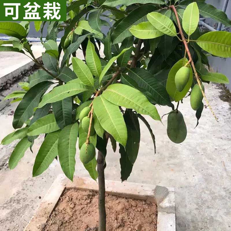 芒果树苗正宗嫁接桂七贵妃芒四季芒金煌芒果苗树矮化盆栽南方结果-图3