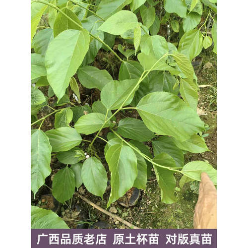 桑葚树苗台湾四季长果大果桑葚苗无籽大十嫁接白珍珠香金葚白长果 - 图1