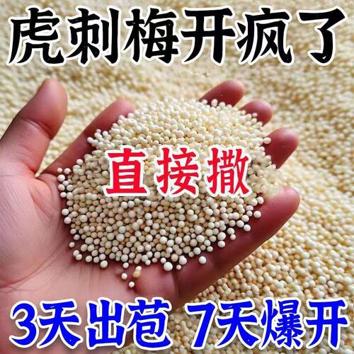 虎刺梅专用肥营养液促新芽催开花防干枝枯萎黄叶烂根不开花氮肥 - 图1