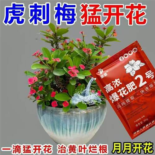 虎刺梅专用肥营养液促新芽催开花防干枝枯萎黄叶烂根不开花氮肥 - 图3