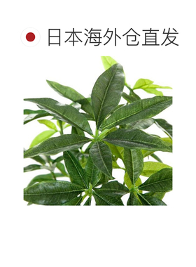 日本直邮NITORI 玻璃花盆 发财树 宜得利