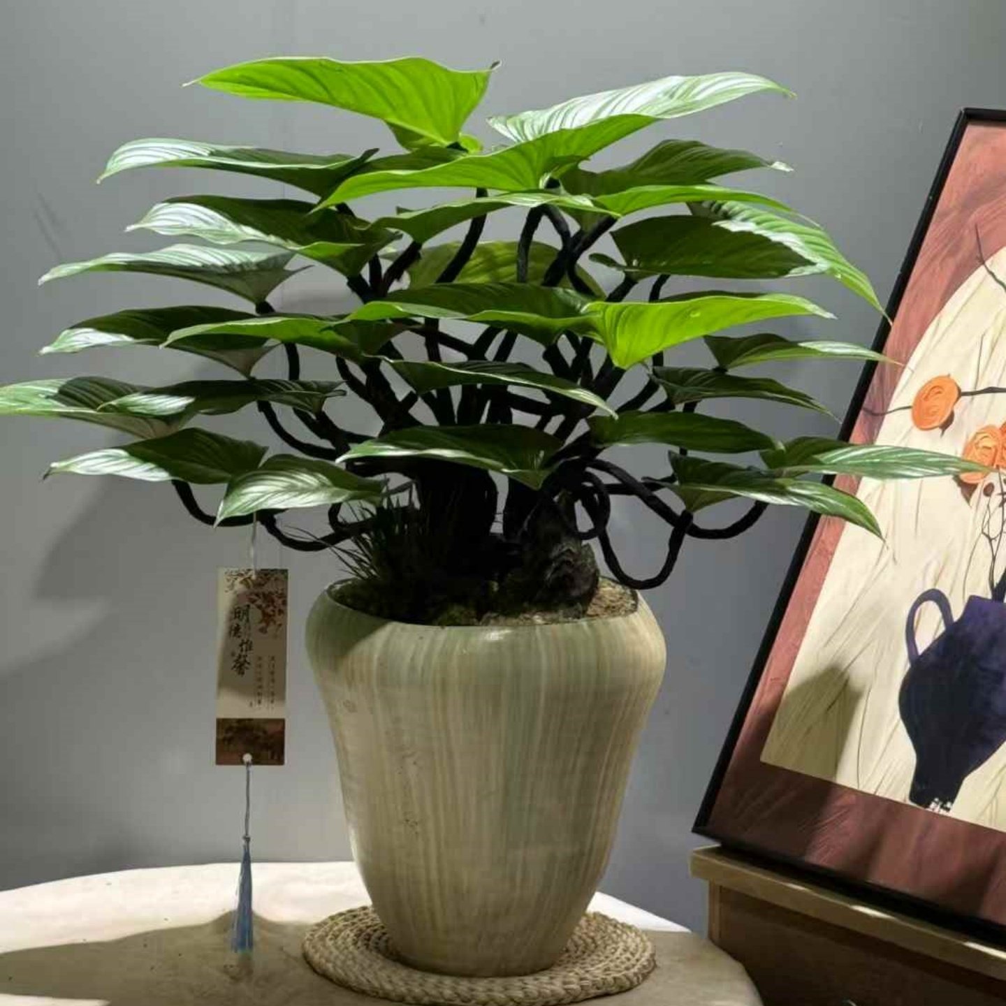 造型绿芙蓉盆栽室内常青好养的植物客厅书房茶几盆景办公桌面绿植,淘宝优惠券,粉丝福利购,淘宝优惠卷