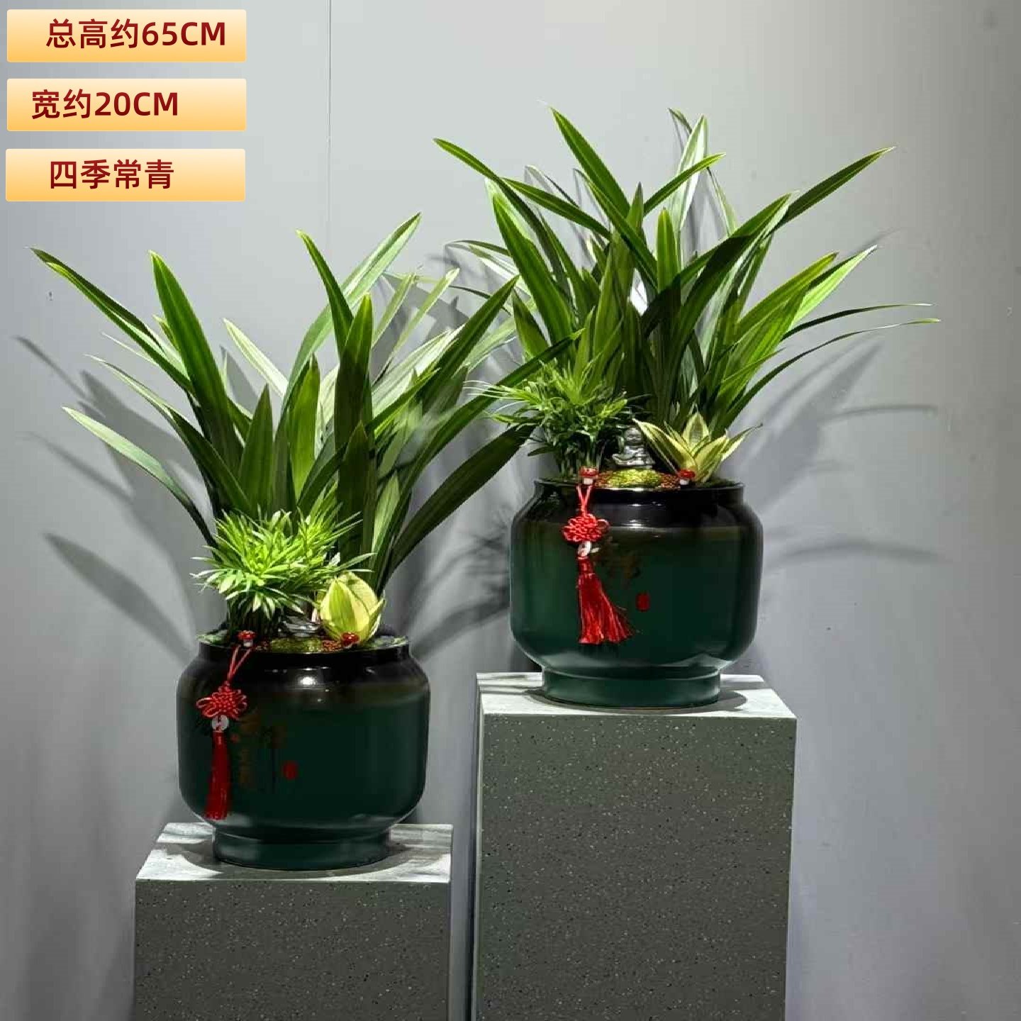 墨兰盆栽室内耐阴花卉客厅办公桌面好养盆景常青植物书房茶几绿植,淘宝优惠券,粉丝福利购,淘宝优惠卷