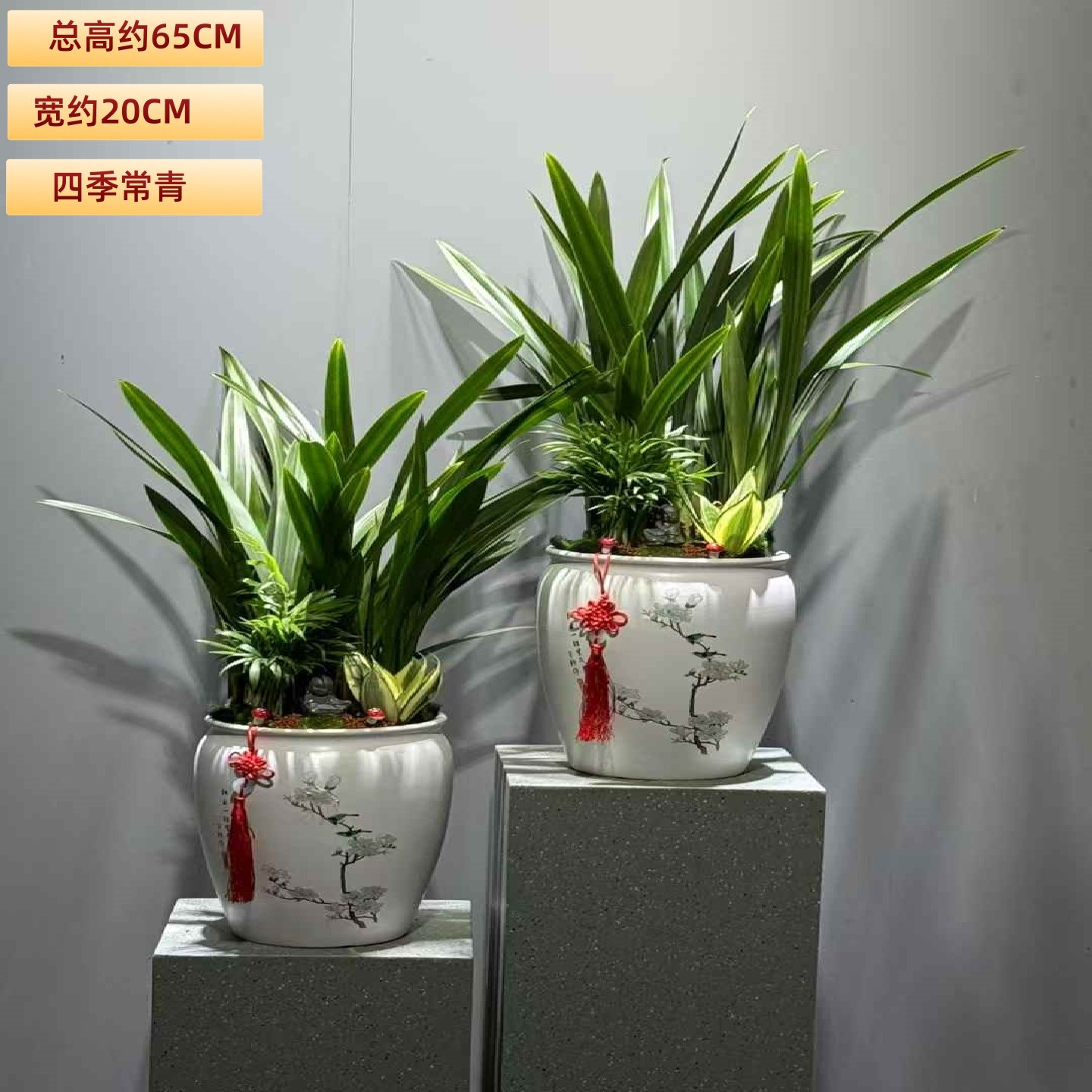 墨兰盆栽室内耐阴花卉客厅办公桌面好养盆景常青植物书房茶几绿植,淘宝优惠券,粉丝福利购,淘宝优惠卷