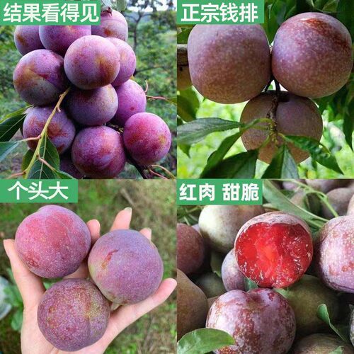正宗钱排三华李子树苗红心嫁接蜂糖早熟三月李子树水果苗南方种植 - 图0