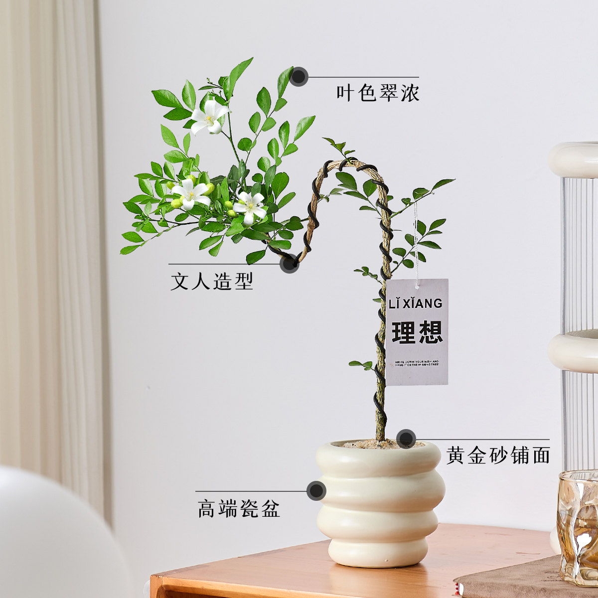 文人九里香盆栽绿植室内办公室客厅好养活四季植物七里香老桩盆景,淘宝优惠券,粉丝福利购,淘宝优惠卷