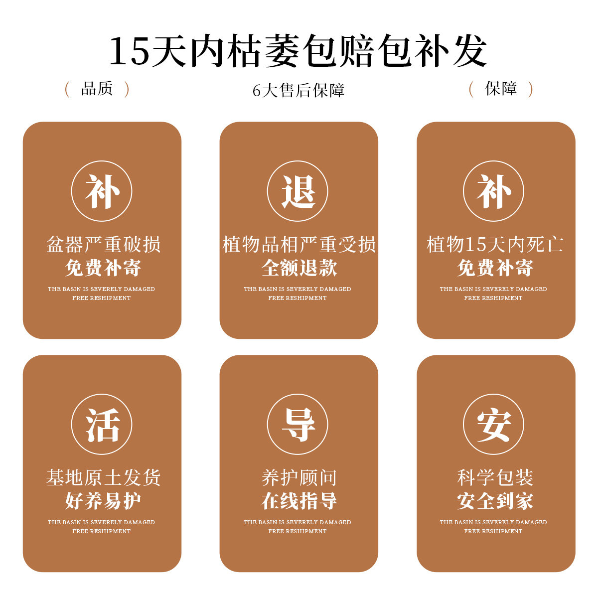 文人九里香盆栽绿植室内办公室客厅好养活四季植物七里香老桩盆景,淘宝优惠券,粉丝福利购,淘宝优惠卷