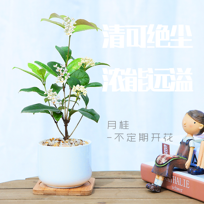 白瓷桂花盆栽花卉植物室内小绿植吊兰九里香发财树阳台办公室好养 - 图2