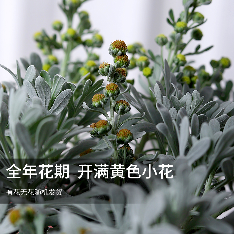 芙蓉菊盆栽稀有花卉奇趣植物室内阳台雪艾银叶菊观叶绿植老桩好养 - 图1