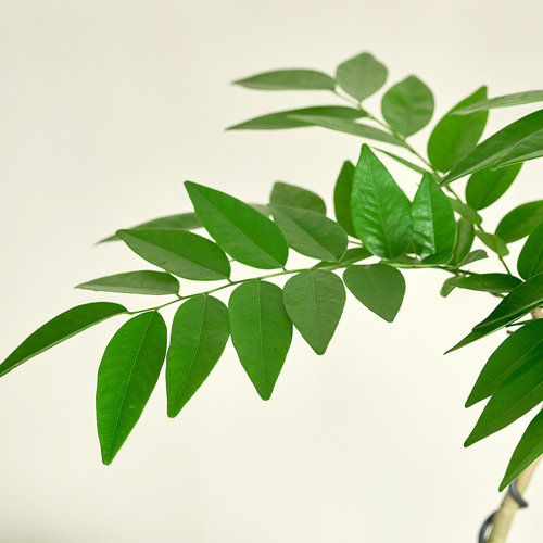 黄花梨盆栽室内外阳台客厅绿植好养活四季植物香枝树老桩盆景树苗 - 图0