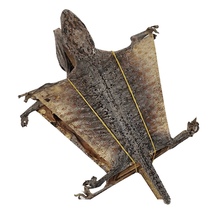 蛤 蚧干货一对蛤芥中药补肺益肾定喘大蛤蚧蛤蚧酒蛤蚧粉中药饮片