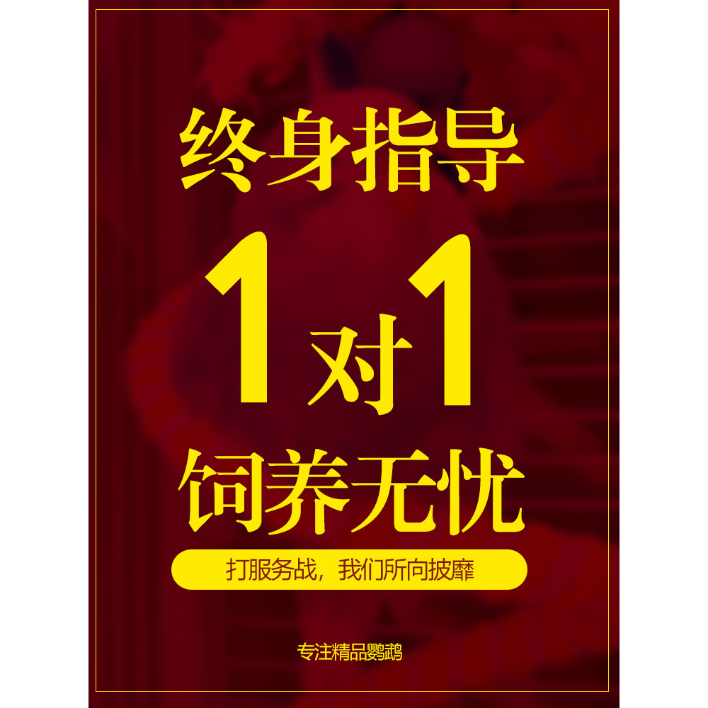 鹦鹉活鸟会说话虎皮手养鸟活物小型好养适合懒人小孩子能养的宠物 - 图2