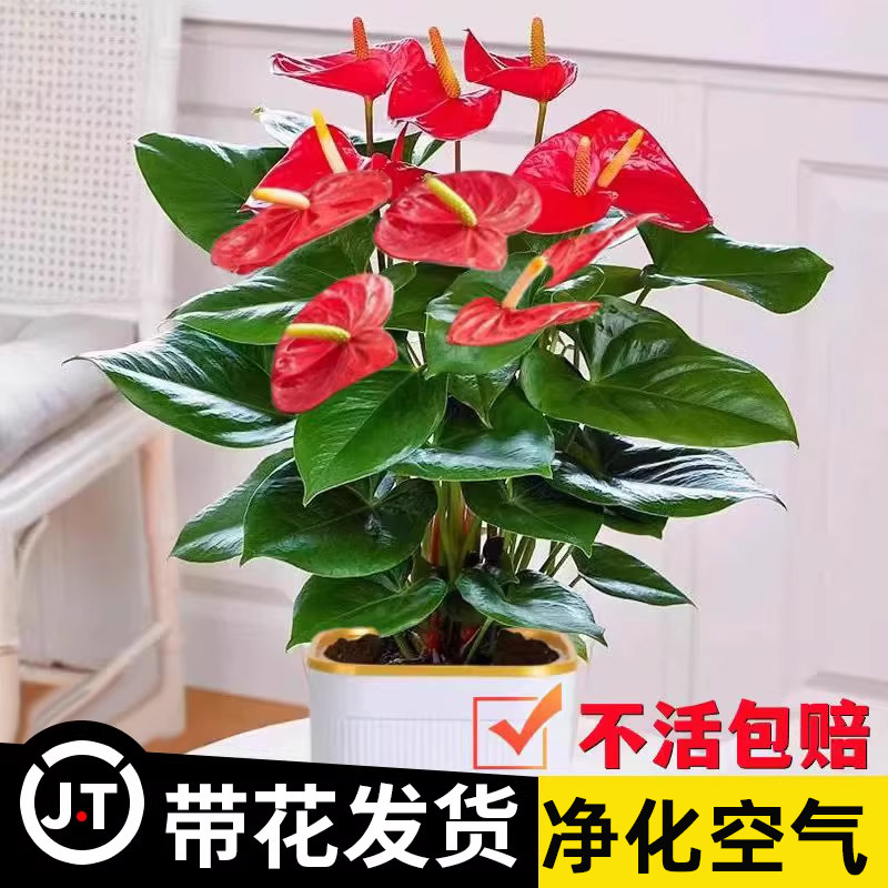 水培红掌盆栽带花鸿运当头一帆风顺净化空气花卉绿植物室内好养活