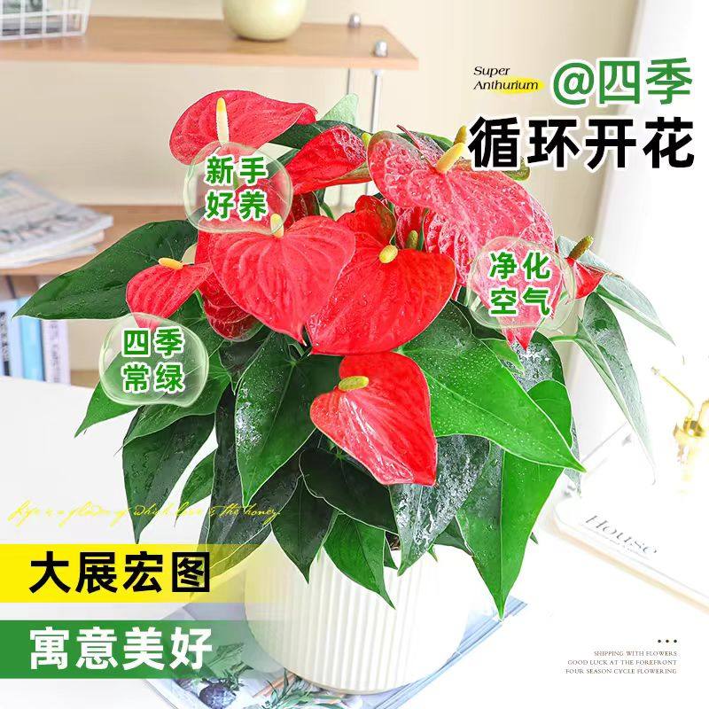 水培红掌盆栽带花鸿运当头一帆风顺净化空气花卉绿植物室内好养活