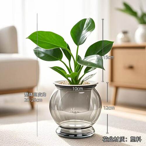 金钻绿公主盆栽室内植物花卉水培绿植客厅好养活新房办公桌面盆景 - 图0