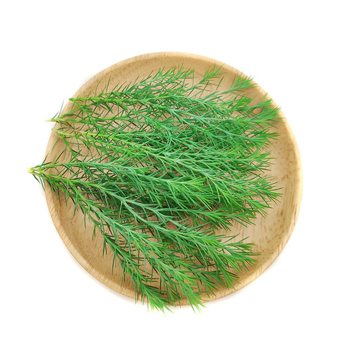 新鲜绿松绒松非黄金柳芽20支盒酒店餐厅摆盘装饰西餐日料点缀花草 - 图1