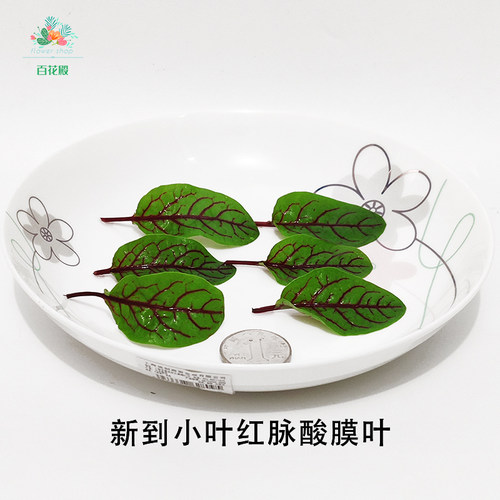 新鲜 红脉酸膜酸模叶酢浆草食用花酒店摆盘装饰红酸模草 - 图0