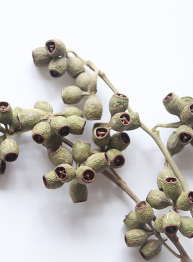 美沐儿 diy香薰蜡烛装饰干花花材 尤加利小酒杯果永生花果实5克装