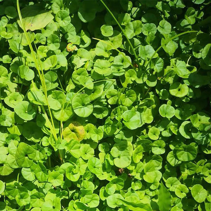 马蹄金中草药新鲜正宗小叶金钱草茶溶石草潮汕鱼前草金钥匙铜钱草 - 图0