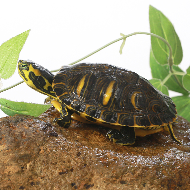 深水龟黄耳龟吃粪龟鱼缸混养活物冷水龟长寿龟家养宠物观赏小乌龟 - 图0