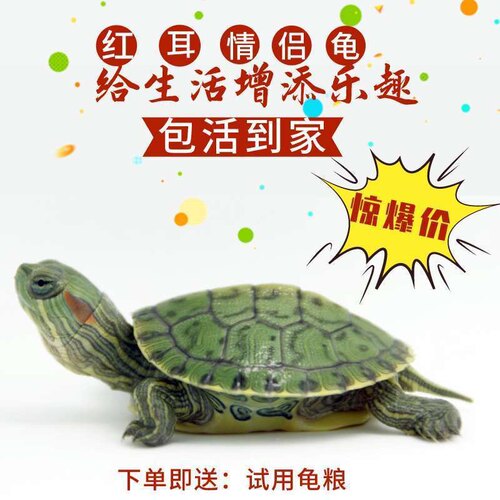 乌龟活物巴西龟小乌龟活体观赏宠物龟大乌龟水龟红耳龟活物情侣龟 - 图2