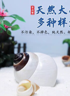 厂家直销寄居蟹好看的壳