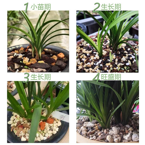 日本原装进口植金石兰花专用植料营养土兰花石多肉蝴蝶兰透铺面石 - 图3