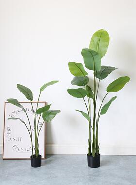 大型彷真绿植雪茄竹芋造景室内客厅假盆栽落地摆件彷生花植物盆景