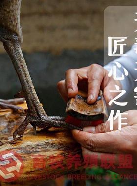 定制客厅动物蓝孔雀工艺品摆饰开屏白孔雀标本模具孔雀羽毛扇饰品