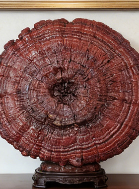 106-109cm中式大灵芝吉镇店摆件