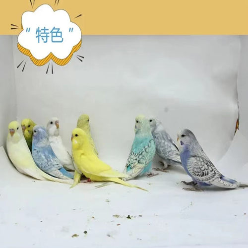 特色大头虎皮鹦鹉活体观赏鹦鹉活物说话鸟国血云斑珍珠金彩活物宠 - 图1