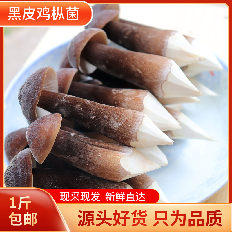 现摘福建新鲜黑皮鸡枞菌菇新鲜山珍菌菇鲜蘑菇食用荔枝菌1斤包邮 - 图1