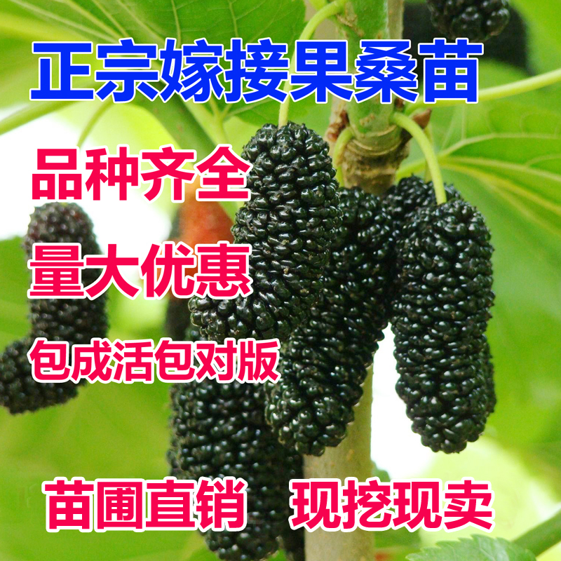 果桑苗树莓苗桑葚苗地栽盆栽养蚕四季果树苗南方北方种植桑树树苗