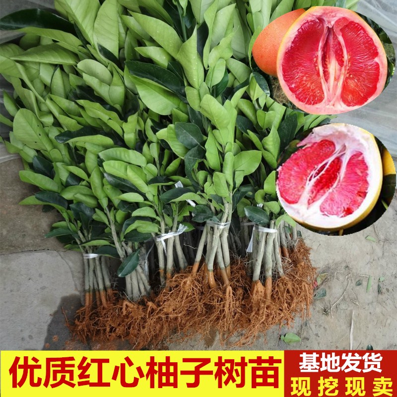 柚子树苗嫁接红心柚子树盆栽地栽特大型南北方种植果树苗当年结果 - 图2