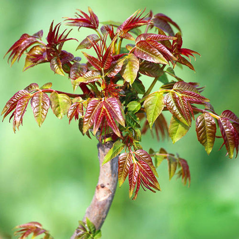 四季种香椿种子红油香椿树苗春芽大红椿树庭院阳台盆栽臭椿南北方 - 图2