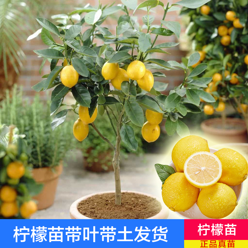 柠檬树苗手指柠檬苗香水柠檬树盆栽可食用四季阳台带果当年结果-图0