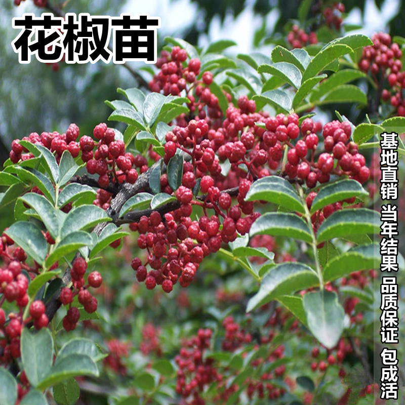 正宗四川汉源藤椒树苗青花椒椒无刺花椒绿花椒麻椒苗_虎窝淘