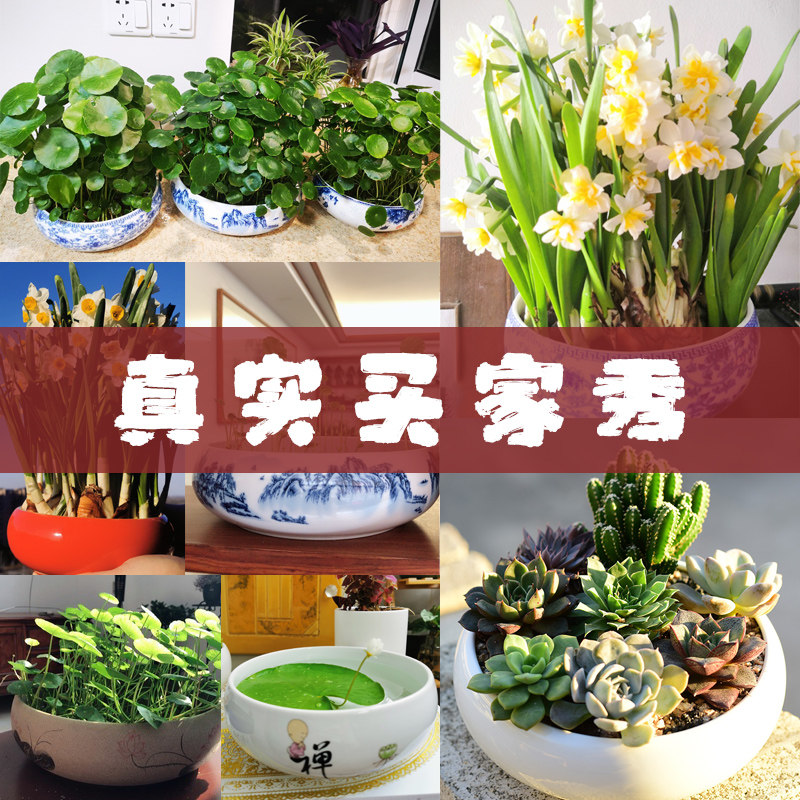 水仙花盆陶瓷包邮特价清仓水培铜钱草专用碗莲睡莲盆缸一叶莲盆,淘宝优惠券,粉丝福利购,淘宝优惠卷