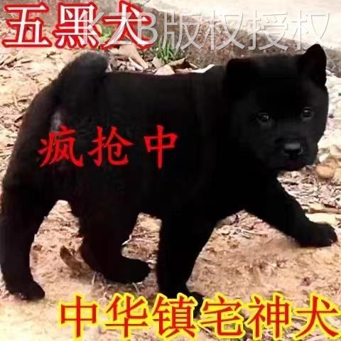 五黑犬中华田园犬土猎犬赶山犬幼犬狗崽狗狗活体黄色土狗活体狗狗 - 图1