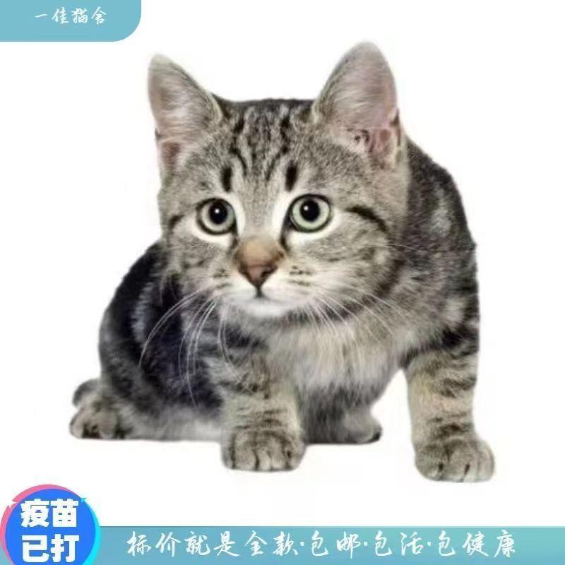 猫咪活物小猫幼猫网红橘猫家猫土猫宠物猫狸花猫黑猫白猫田园猫咪 - 图1