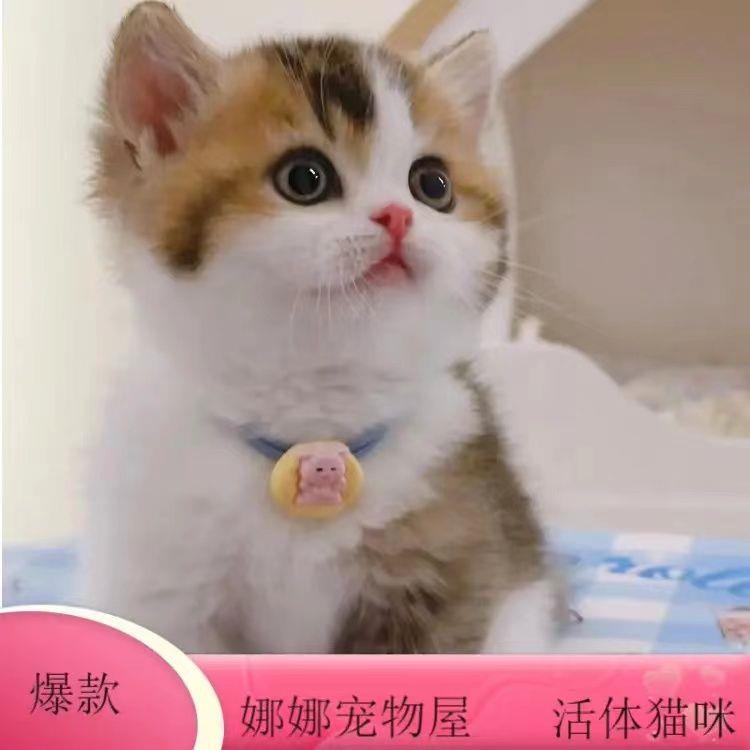 猫咪活物小猫活体中华田园猫宠物猫蓝白猫幼崽狸猫花猫奶牛猫橘猫 - 图1