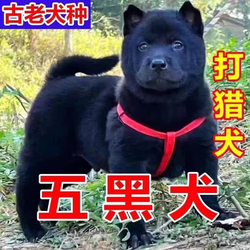 广西土猎犬五黑犬中华田园犬赶山犬巡山犬土狗活体看家护院大型犬 - 图2