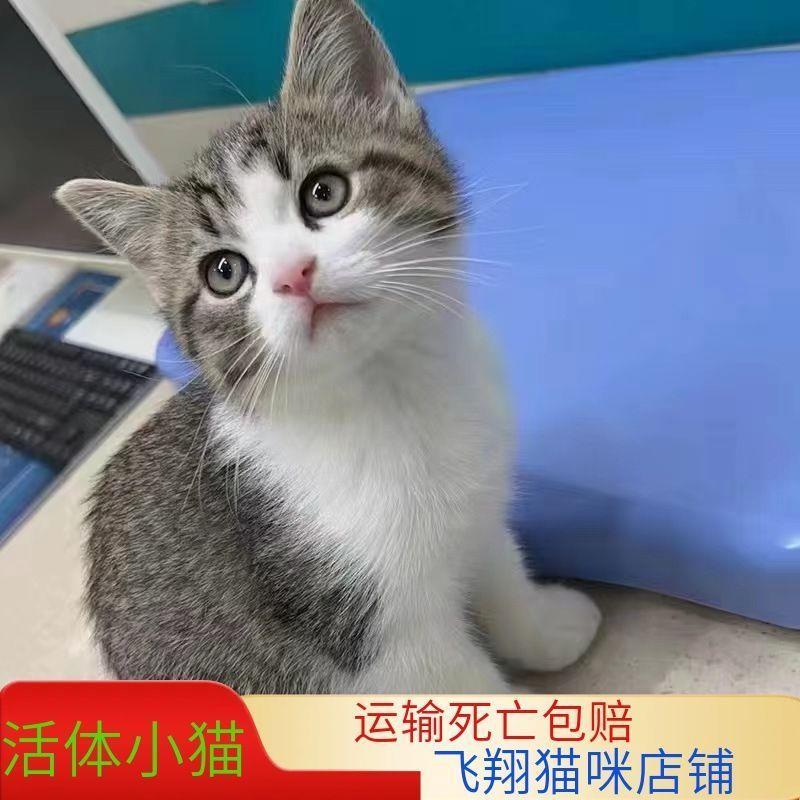 中华田园猫活体橘白猫橘猫狸猫狸白猫黑猫白马哦奶牛猫三花猫幼崽-图0