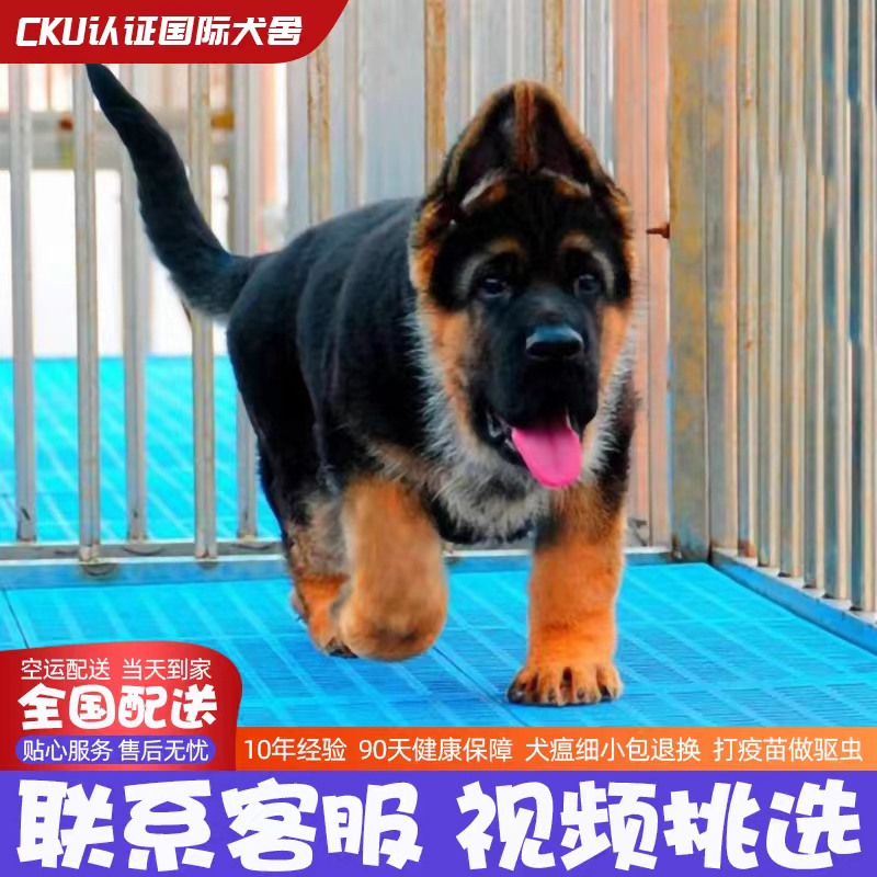 德牧幼犬大型犬警犬德国牧羊犬真狗狼犬混血黑背弓背看门狗德牧犬