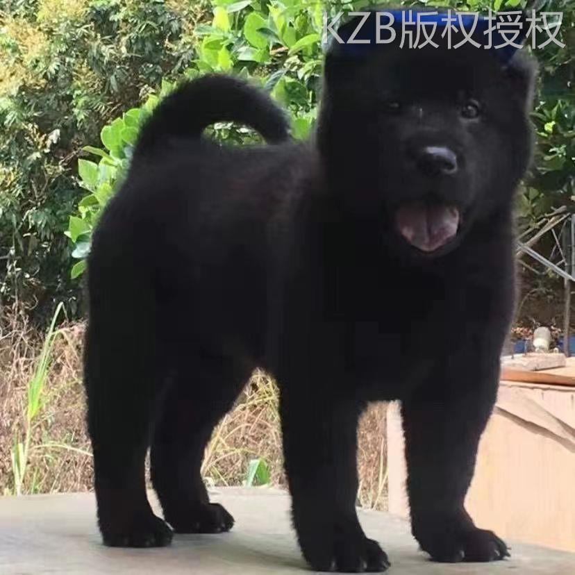 五黑犬中华田园犬大型犬赶山犬巡山犬狩猎犬打猎犬大骨架幼崽活物 - 图2