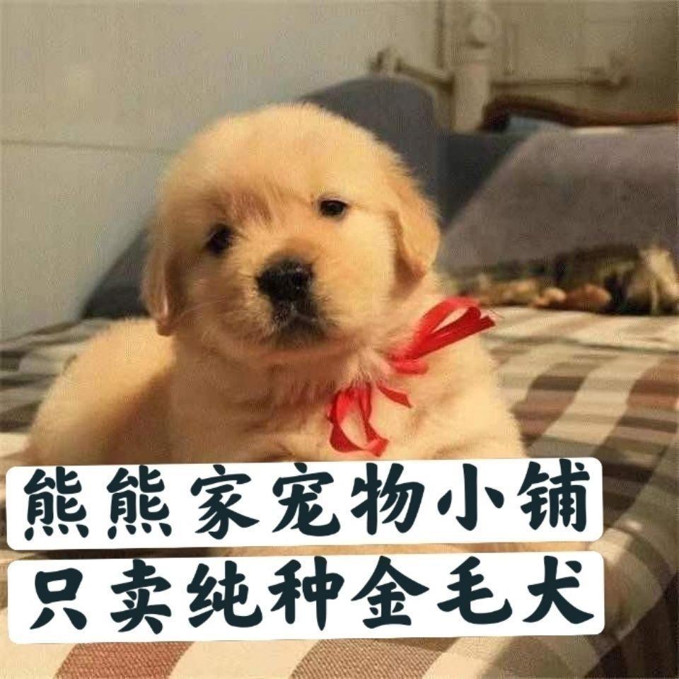 纯种金毛幼犬沙滩金大骨架金毛双血统金毛枫叶红高智商纯种宠物狗 - 图2