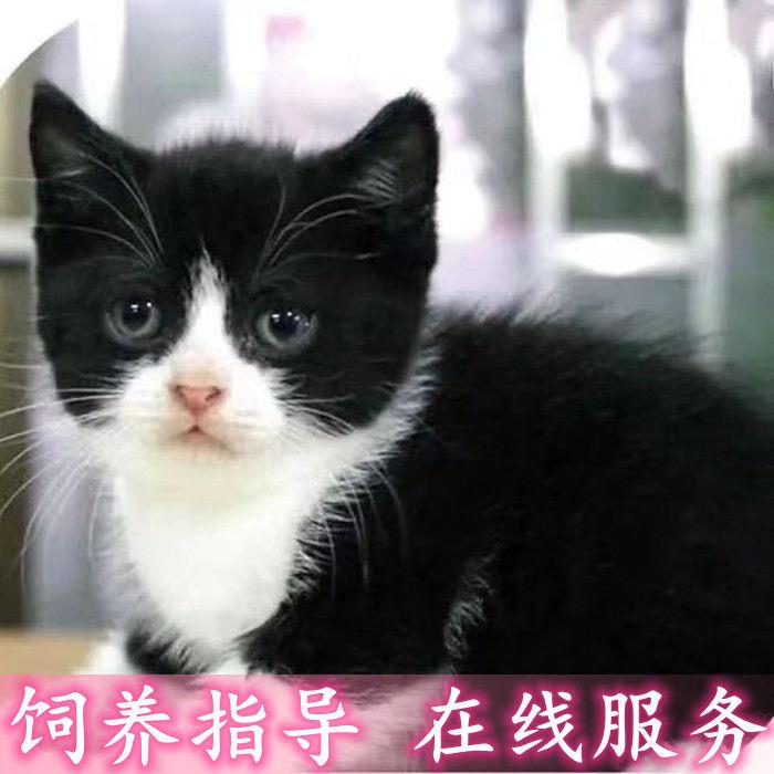 中华田园猫宠物猫家养橘猫橘白猫狸花猫狸猫活体黑猫白猫可爱小猫-图0