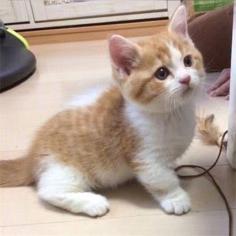 猫咪活物中华田园猫橘白橘猫狸猫狸白猫蓝白猫家猫白猫黑猫奶牛猫 - 图0