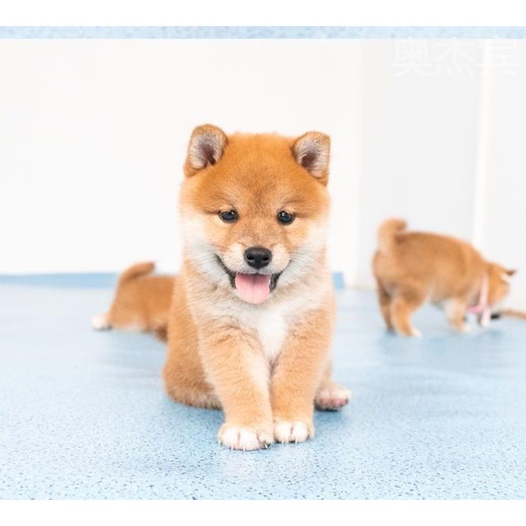 纯种柴犬幼犬黑柴日本豆柴秋田赤色小型犬活物狗幼崽双血统宠物狗 - 图2